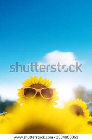 Sunflower wearing sunglass under blue sky