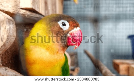Olive Green Lovebird With Red Beak In A Black Iron Cage, Close Up Looking At The Camera