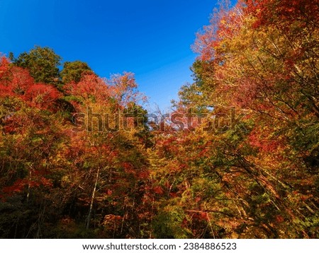 Dramatic view of colorful red maple leaves in autumn or fall, Nature or travel, Nobody