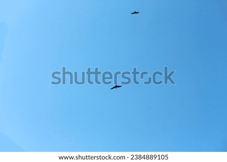 An eagle bird is flying high in the blue sky