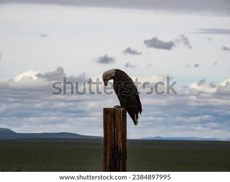 A Saddened Bald Eagle With its Head Hung Low Royalty-Free Stock Photo #2384897995
