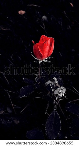 Red rose bud in the middle of the night
