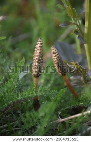 Common horsetail plant in a glassland. Stock Photo
