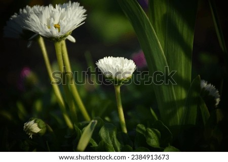 Bellis Perennis white flower in the garden. Stock Photo
