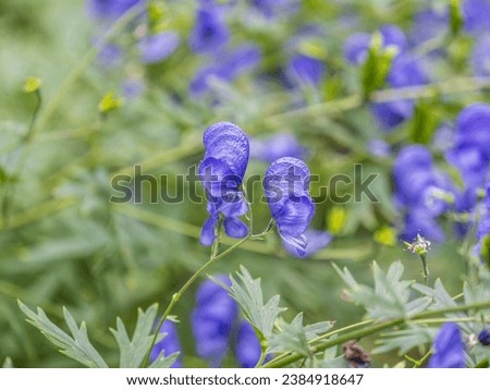 Beautiful autumn flower heard of blue azure of Monk's Hood, a toxic plant used as a poison. Aconitum carmichaelii Arendsii. Aconitum blue flowers on green background