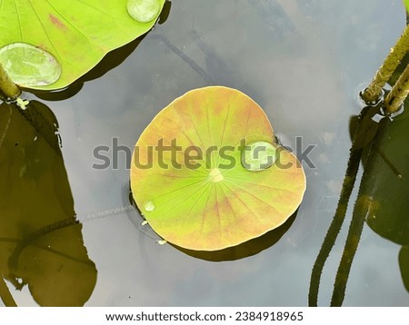 lily pads floating on the surface of a pond.