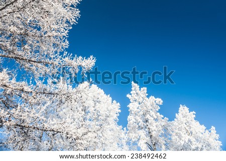 White trees and blue sky. Hoarfrost and snow on the trees in winter forest. Beautiful winter landscape. 