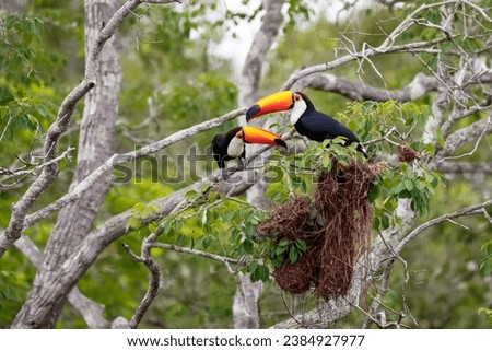 Two Toco Toucans sitting over brown birds nests in a tree, facing each other, Pantanal Wetlands, Mat