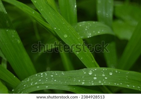 water droplets or mist on green weeds