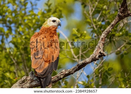 Black-collared Hawk perched on a tree branch against green background, Pantanal Wetlands, Mato Gross
