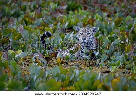 Young Jaguar standing in shallow water covered with water hyacinths, head, body and tail visible, da