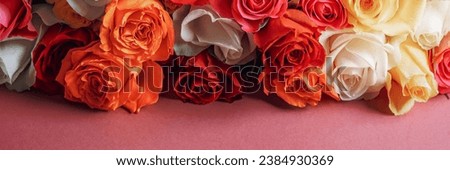 Bunch of colorful roses. Beautiful bouquet of roses in variety of colors on dusty pink background with copy space, banner size
