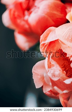 Fresh bunch of pink peonies and roses on dark background. Card Concept, pastel colors, close up image