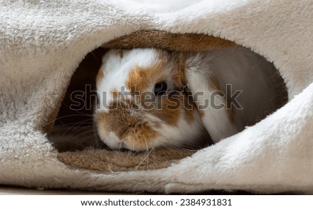 Bunny hiding in a pet toy tunnel. Cute, Shy and Curious Holland Lop. Close up shot of domestic rabbit. 