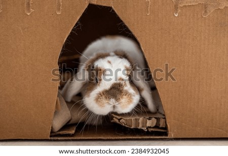 Bunny playing in a cardboard box. Cute and Adorable holland lop rabbit close up. 