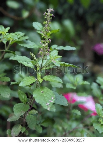 holly basil leaves and flowers useful for cough syrup and other ayurvedic medicine  Royalty-Free Stock Photo #2384938157