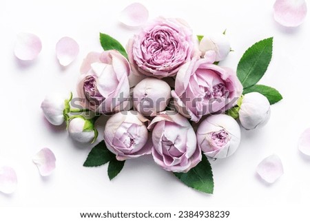 Pink rose flowers on white background. Flat lay, top view, copy space
