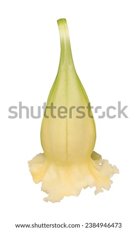Thorn Apple or Apple of Peru or Green Thorn Apple or Hindu Datura or Metel flower. Close up exotic yellow flower isolated on white background.

 Royalty-Free Stock Photo #2384946473