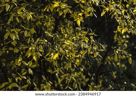 Close up of yellow leaves on tree in the garden at sunset. Ledum bush. Nature of Eastern Siberia, Russia