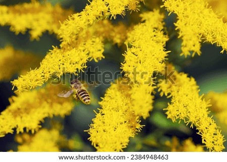 Japanese honey bee hovering to collect pollen from a yellow-flowered Tall goldenrod plant (Outdoor field, closeup macro photography)