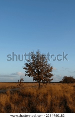 Dutch Autumn picture in the Dwingelderveld.