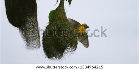 The baya weaver is a small bird species known for its intricate, pendulous nests and bright yellow plumage, commonly found in South and Southeast Asia.