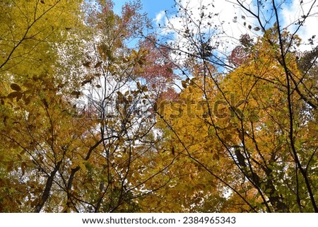 Kumamoto Prefecture, Japan Autumn leaves in the autumn valley