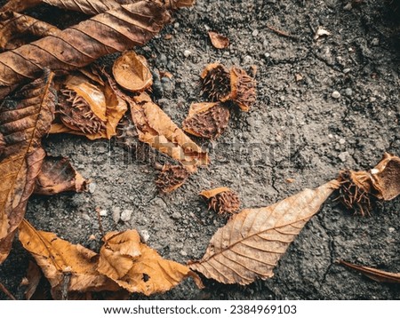 Autumn leaves on earth, nature lovers, background and stock photo for blogs.