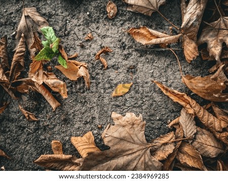 Autumn leaves on earth, nature lovers, background and stock photo for blogs.