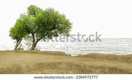 trees on the beach, with views of the open sea
