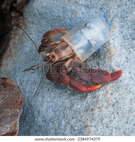 Hermit crab (Caribbean land hermit crab) with abdomen in plastic cup Royalty-Free Stock Photo #2384974379