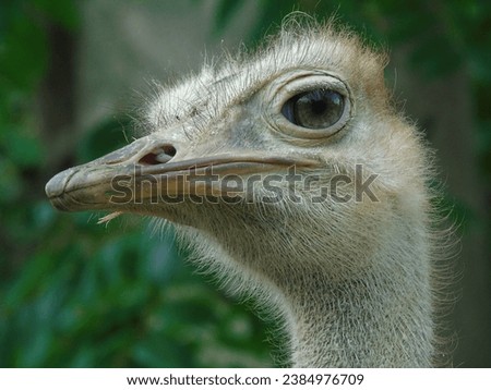 Close Up Of A Ostrich 