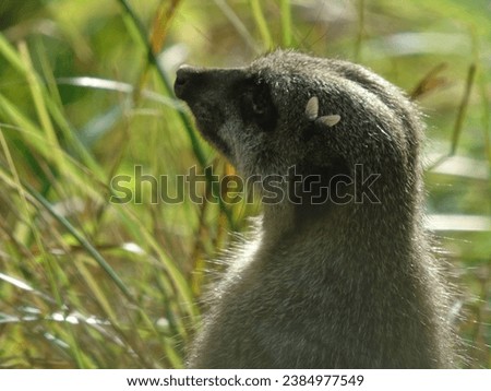 Meerkat On Watch (With Fly On Head Like A Decorative Bow)
