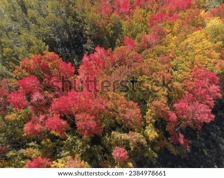 Autumn forest leaves landscape in November autumn season background