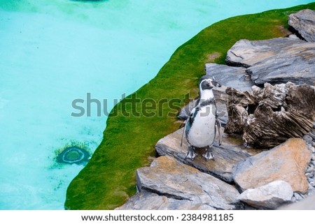 Couple of Humboldt penguins standing on a rocky shore. Two South American penguins resting after swimming. High quality photo