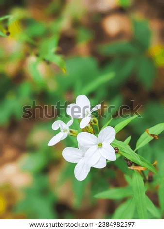 Cardamine bulbifera (or Dentaria bulbifera), known as coralroot bittercress or coral root, is a species of flowering plant in the family Brassicaceae. Growing in Czech Republic.