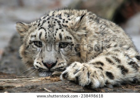 Snow leopard (Panthera uncial).   Royalty-Free Stock Photo #238498618