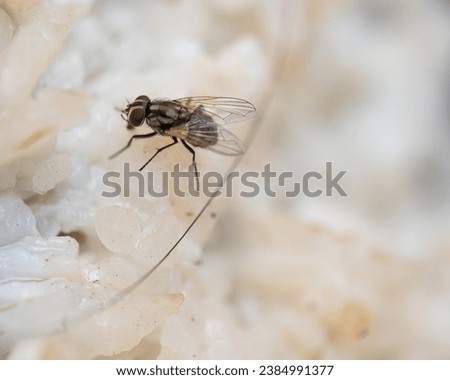 Detailed Close-up of a Small Creepy Crawly on a Wildlife Macro Photography Shot Royalty-Free Stock Photo #2384991377