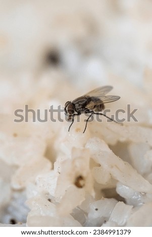 Detailed Close-up of a Small Creepy Crawly on a Wildlife Macro Photography Shot Royalty-Free Stock Photo #2384991379