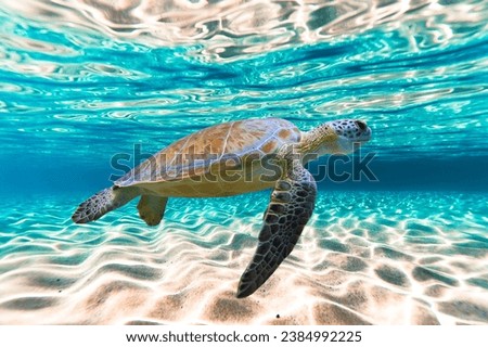  A turtle diving.sea turtle close up.Sea turtle.