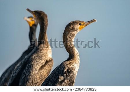 Close-up of a Double-crested cormorants (Phalacrocorax Auritus)  Royalty-Free Stock Photo #2384993823