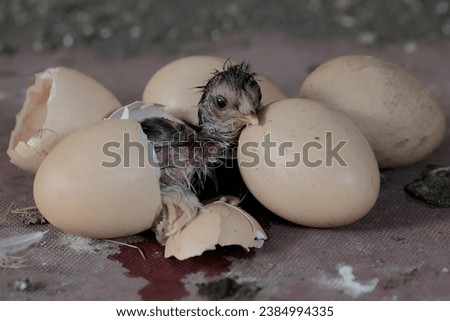 A newly hatched Brahma chick in its nest. This chicken with a large posture and body weight has the scientific name Gallus gallus domesticus. Royalty-Free Stock Photo #2384994335