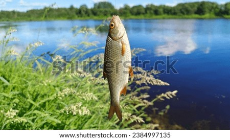 A roach caught by a fisherman by the lip hangs on a metal hook tied to the line. The river has grassy banks. There are bushes and trees growing on the far bank. Sunny summer weather Royalty-Free Stock Photo #2384997135