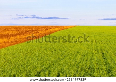 view of a field sown with winter crops. High quality photo