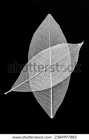 skeleton of leaf on black background