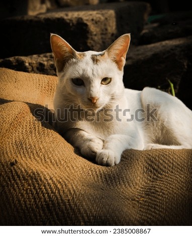 Cat Enjoying Leisure Time in Sunlight, Tabby Cat, White Kitten, Fierce Eyes Of Animal, Stock Photos, Funny Kitten