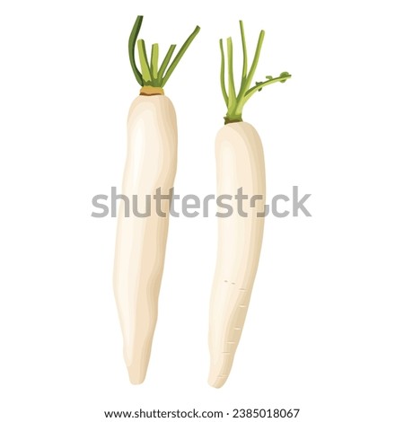 Vector illustration set of white daikon radishes in cartoon flat style. Root vegetable for banners, flyers, posters, cards. Whole, half, and sliced daikon radish. Japanese radon, White Chinese Radish Royalty-Free Stock Photo #2385018067