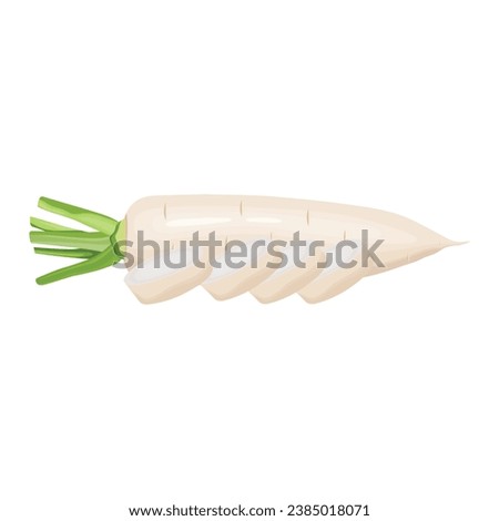 Vector illustration set of white daikon radishes in cartoon flat style. Root vegetable for banners, flyers, posters, cards. Whole, half, and sliced daikon radish. Japanese radon, White Chinese Radish Royalty-Free Stock Photo #2385018071