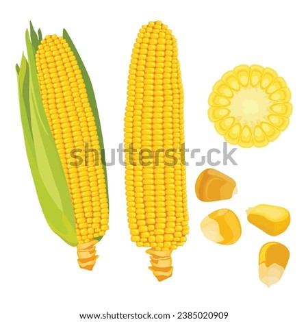Vector illustration single and set of yellow corn in cartoon flat style. Cute corncob maize sign icon. Organic food, vegetables agriculture product. Restaurant menu concept Royalty-Free Stock Photo #2385020909