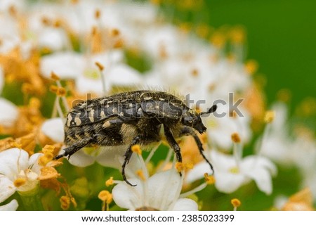 A White Spotted Rose Beetle (Oxythyrea funesta) sitting on a flower, sunny day in summer, Vienna (Austria) Royalty-Free Stock Photo #2385023399